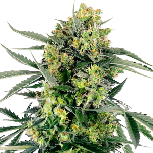 Sensi Seeds Jungpflanze | Blueberry Candiez Autoflowering