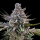 Bushplanet Seedling | Acai Jelly | Silent Seeds