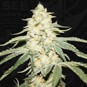 Bushplanet Jungpflanze | Wy-Kiki | T.H. Seeds