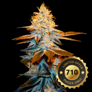 Bushplanet Jungpflanze | Strawberry Glue | T.H. Seeds