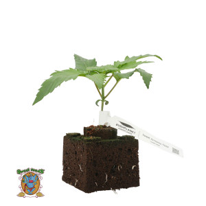 Bushplanet Jungpflanze | Sweet Amnesia Haze | Sweet Seeds...