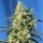 Bushplanet Jungpflanze | Sweet Amnesia Haze | Sweet Seeds | 3 für 2