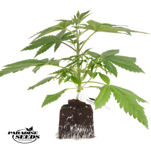 Bushplanet Jungpflanze | Momo | Paradise Seeds