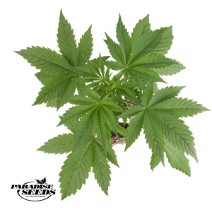Bushplanet Jungpflanze | Momo | Paradise Seeds
