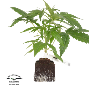 Bushplanet Jungpflanze | Frozen Biscotti | Dutch Passion