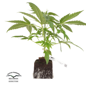 Bushplanet Jungpflanze | Slush Mint Cake | Dutch Passion