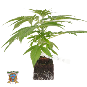 Bushplanet Jungpflanze | Black Jack | Sweet Seeds