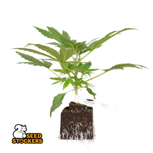 Bushplanet Jungpflanze | Super Boof | Seedstockers