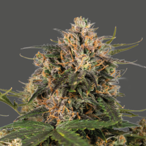 Bushplanet Jungpflanze | Frosty Tooth | Seedstockers