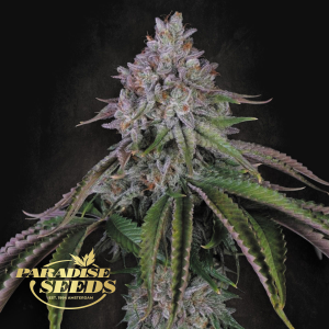 Paradise Seeds | Velvet Mist | Feminisiert | 3/5/10/50 Samen