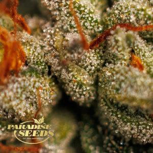 Paradise Seeds | Velvet Mist | Feminisiert | 3/5/10/50 Samen