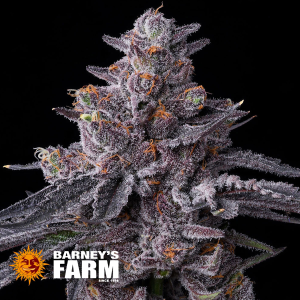 Barneys Farm | Zillions | Feminisiert | 3/5/10 Samen