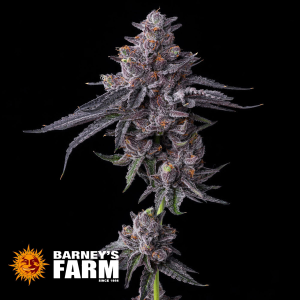 Barneys Farm | Zillions | Feminisiert | 3/5/10 Samen