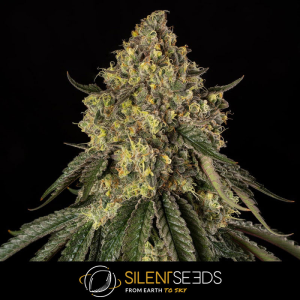 Silent Seeds B-52 | Feminisiert | 3/5/10 Samen
