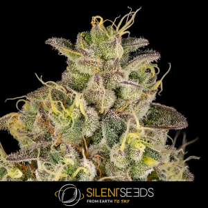 Silent Seeds Peach Cake by Cookies | Feminisiert | 3/5/10...