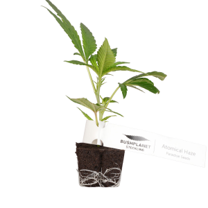 Bushplanet Steckling | Atomical Haze