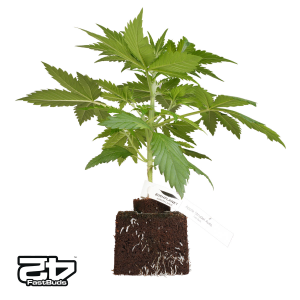 Bushplanet Jungpflanze | Apple Strudel Autoflowering |...