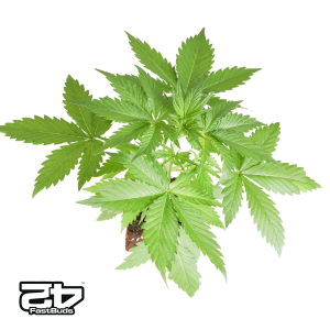 Bushplanet Jungpflanze | Apple Strudel Autoflowering |...