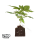 Bushplanet Jungpflanze | Lemon Cherry Cookies Autoflowering | Fast Buds