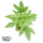Bushplanet Jungpflanze | Lemon Cherry Cookies Autoflowering | Fast Buds