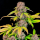 Bushplanet Jungpflanze | Lemon Cherry Cookies Autoflowering | Fast Buds