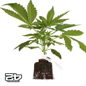 Bushplanet Jungpflanze | Strawberry Gorilla RF3...