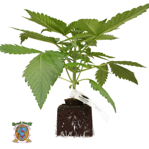 Bushplanet Jungpflanze | Superboof XL Autoflowering |...