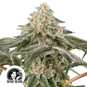 Sensi Seeds Black Lily | Feminisiert | 3/5/10 Samen