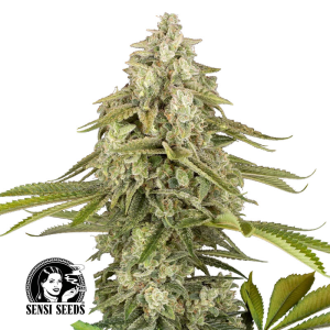 Sensi Seeds Tangie Jungle Juice | Feminisiert | 3/5/10 Samen