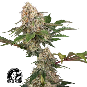 Sensi Seeds Sticky Berry Mints | Feminisiert | 3/5/10 Samen