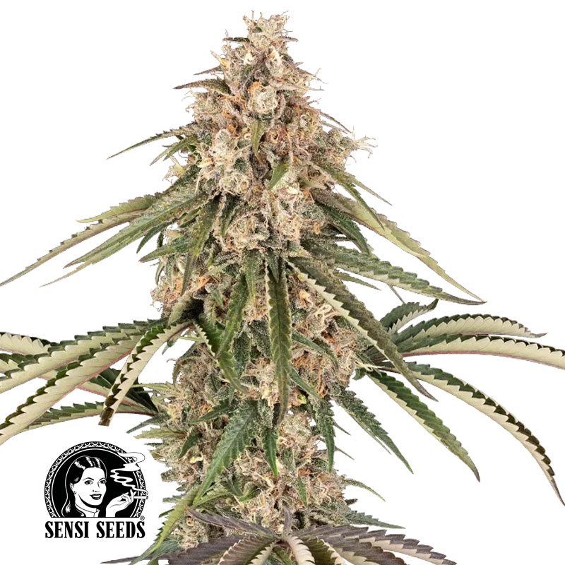 Sensi Seeds  The world's largest Cannabis seed co