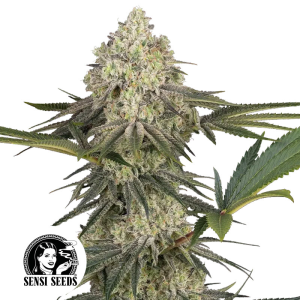 Sensi Seeds Triple Mints XXL | Feminisiert | 3/5/10 Samen