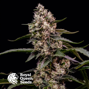 Royal Queen Orbital Banana F1 | Feminisiert | 3/5/10 Samen