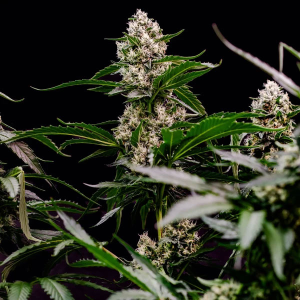 Royal Queen Orbital Banana F1 | Feminisiert | 3/5/10 Samen