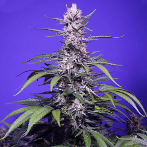 Sweet Seeds Permanent Marker XL | Automatik | 3/5/25/100...