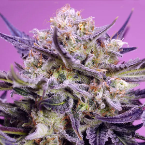 Sweet Seeds Pink Guava F1 Fast Version | Feminisiert |...