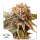 Dutch Passion Auto Kingston Punch | Automatic | 3 oder 7 Seeds