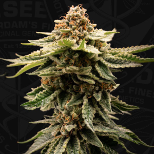 T.H. Seeds Candy Belt | Feminized | 6 Seeds