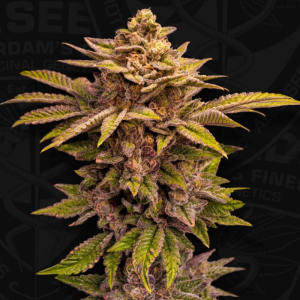 T.H. Seeds Pure Lemon Cherry | Feminized | 6 Seeds