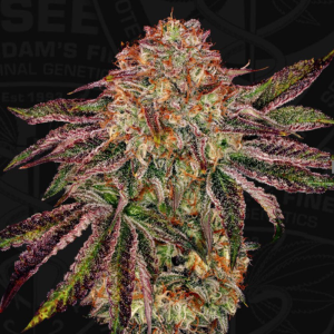 T.H. Seeds BubbleGummieZ | Feminized | 6 Seeds