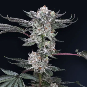 Compound Genetics Luxar Dos | Feminisiert | 5 Samen