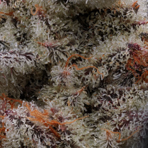 Compound Genetics Animorph Mints | Feminisiert | 5 Samen