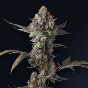 Compound Genetics Jet Puft | Feminisiert | 5 Samen