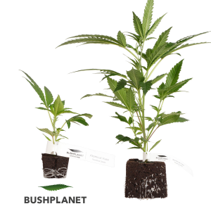 Bushplanet Steckling | Atomical Haze Standard / XXL