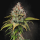 Bushplanet Steckling | Atomical Haze Standard / XXL