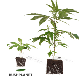 Bushplanet Steckling | Wedding Cake Mimosa Standard / XXL