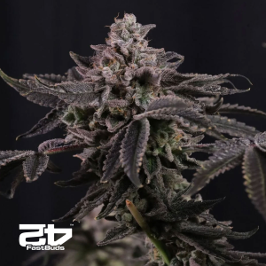 Fast Buds Z42 | Automatic | 3/5/10/25/100 Seeds
