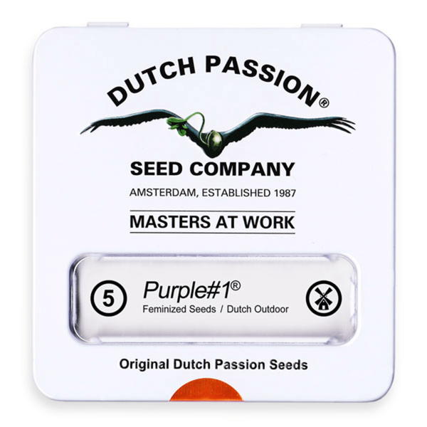 Dutch Passion Purple #1 | Fem | 5er