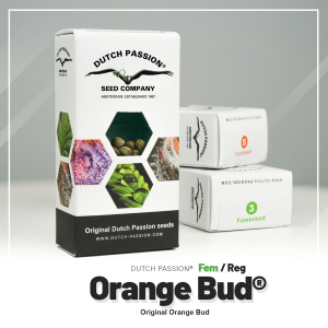 Dutch Passion Orange Bud | Regular | 10 seeds