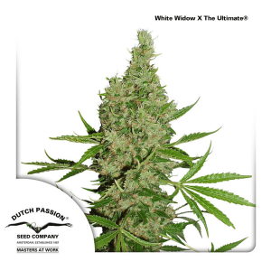 Dutch Passion White Widow x The Ultimate | Regular | 10 seeds